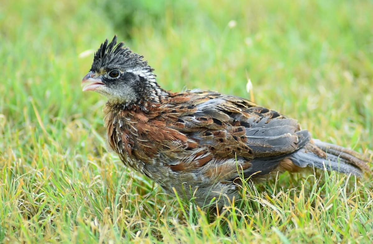 Thanksgiving pheasant